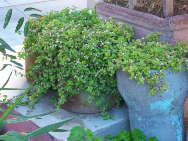 Name:  100_3350.jpg
Views: 268
Size:  58.4 KB