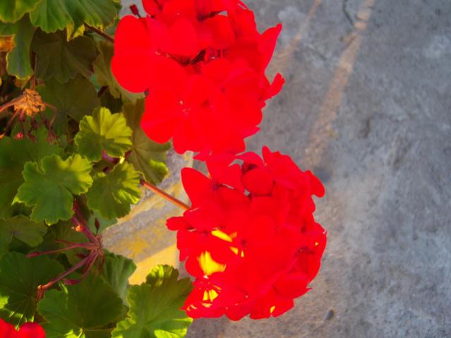 Name:  100_3353.jpg
Views: 299
Size:  36.3 KB