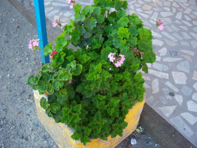 Name:  100_3355.jpg
Views: 310
Size:  59.3 KB