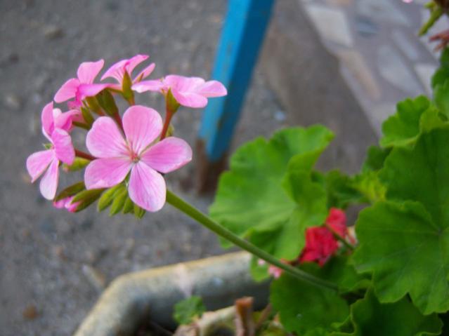 Name:  100_3356.jpg
Views: 347
Size:  29.9 KB