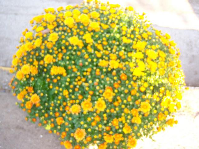 Name:  100_3387.jpg
Views: 371
Size:  52.9 KB