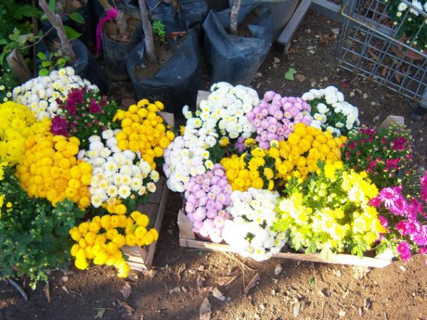 Name:  100_3389.jpg
Views: 376
Size:  71.4 KB