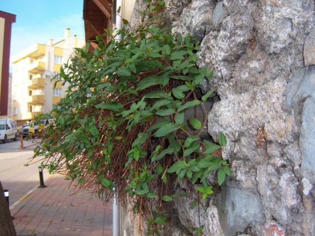 Name:  100_3411.jpg
Views: 392
Size:  65.3 KB