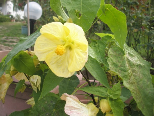 Name:  PA240699 (600 x 450).jpg
Views: 750
Size:  69.4 KB