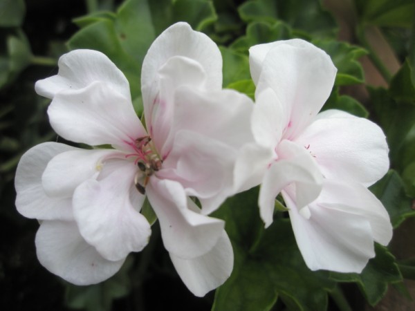 Name:  PA230688 (600 x 450).jpg
Views: 811
Size:  42.1 KB