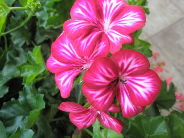 Name:  PA230689 (600 x 450).jpg
Views: 760
Size:  66.1 KB