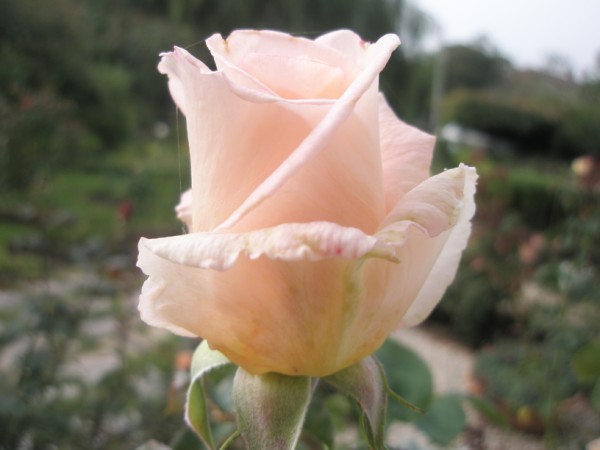 Name:  PA240707 (600 x 450).jpg
Views: 1073
Size:  41.5 KB