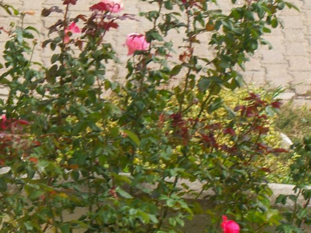 Name:  100_3445.jpg
Views: 342
Size:  63.2 KB