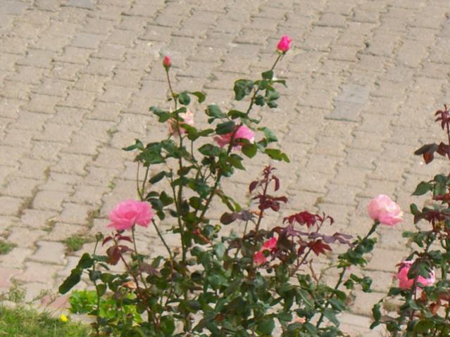 Name:  100_3446.jpg
Views: 336
Size:  55.5 KB