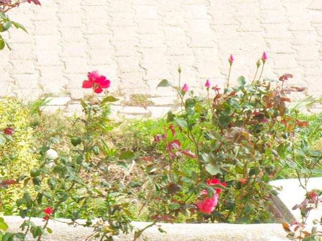 Name:  100_3447.jpg
Views: 334
Size:  62.3 KB