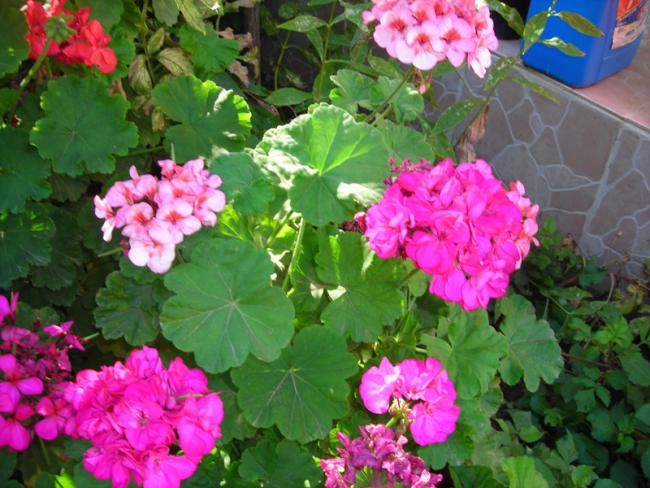 Name:  DSCN6527.jpg
Views: 515
Size:  59.9 KB