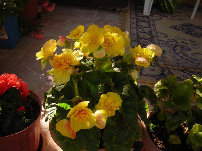 Name:  DSCN6529.jpg
Views: 498
Size:  47.9 KB