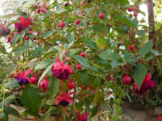 Name:  DSCN6543.jpg
Views: 496
Size:  69.7 KB