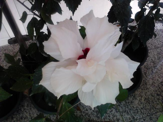 Name:  IMG_20111026_120323.jpg
Views: 931
Size:  40.7 KB