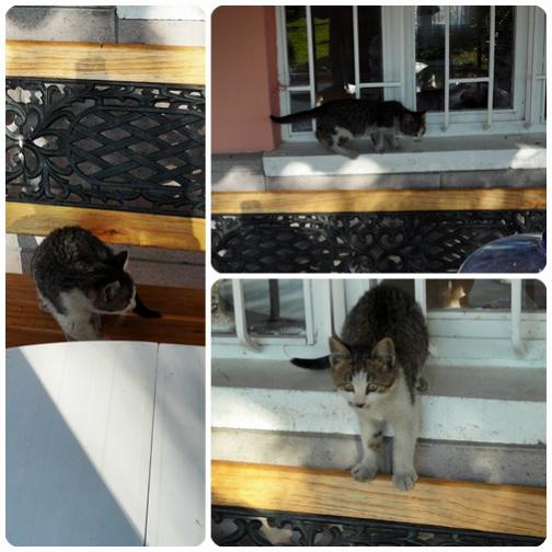 Name:  catss.jpg
Views: 1176
Size:  41.6 KB