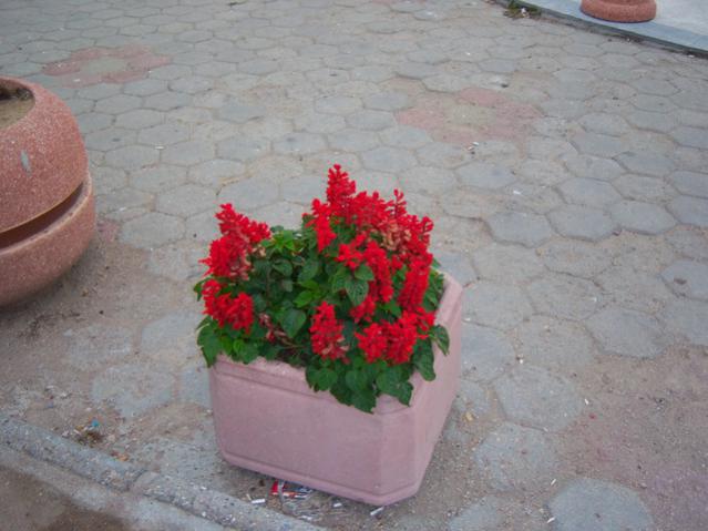 Name:  100_3499.jpg
Views: 393
Size:  42.2 KB