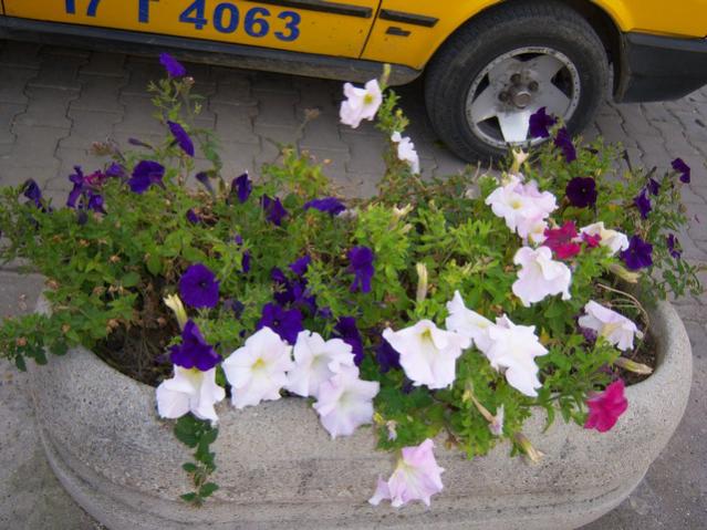 Name:  100_3501.jpg
Views: 391
Size:  56.8 KB