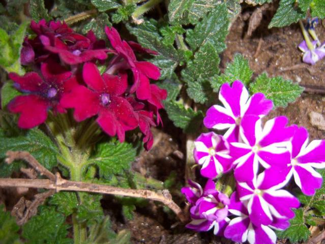Name:  100_3505.jpg
Views: 380
Size:  62.5 KB