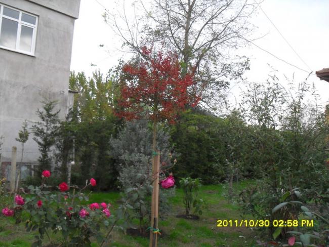 Name:  065.jpg
Views: 591
Size:  62.0 KB