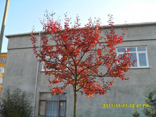 Name:  105.jpg
Views: 544
Size:  57.5 KB