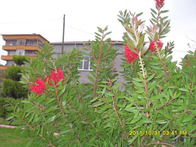 Name:  082.jpg
Views: 647
Size:  62.1 KB