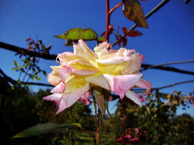 Name:  hobi2011 085.jpg
Views: 612
Size:  38.0 KB