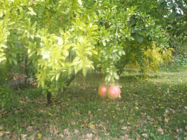 Name:  PB020739 (600 x 450).jpg
Views: 1129
Size:  57.9 KB