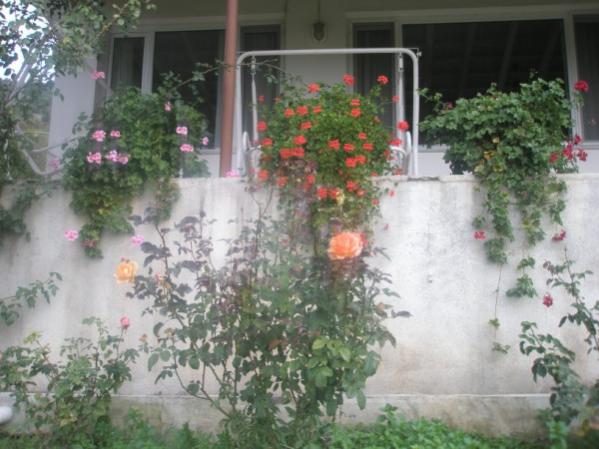 Name:  PB020741 (600 x 450).jpg
Views: 953
Size:  45.9 KB