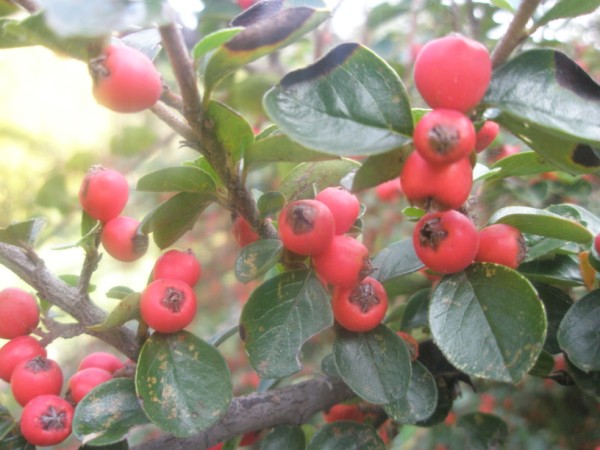 Name:  PB020789 (600 x 450).jpg
Views: 1097
Size:  65.7 KB