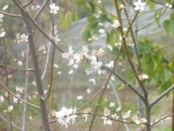 Name:  PB020782 (600 x 450).jpg
Views: 1016
Size:  59.4 KB