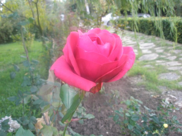 Name:  PB020755 (600 x 450).jpg
Views: 979
Size:  60.2 KB