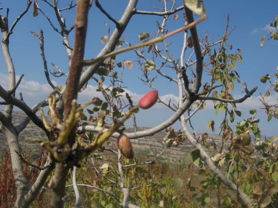 Name:  antep fst.jpg
Views: 2402
Size:  48.8 KB