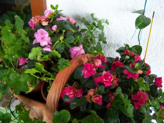 Name:  100_3275.jpg
Views: 535
Size:  56.8 KB