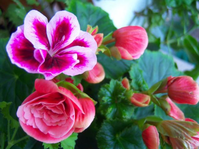 Name:  100_3277.jpg
Views: 535
Size:  44.3 KB
