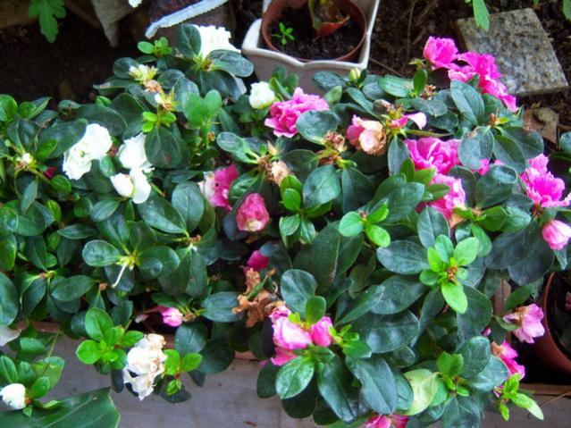 Name:  100_3281.jpg
Views: 294
Size:  68.8 KB