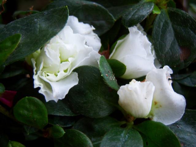 Name:  100_3282.jpg
Views: 503
Size:  34.0 KB