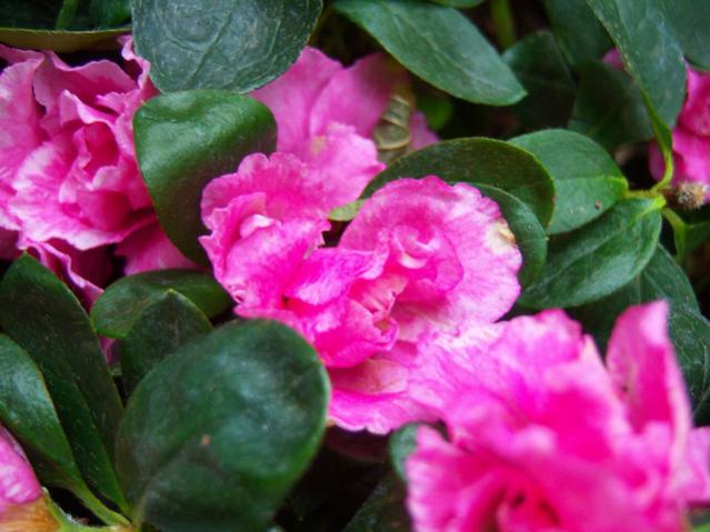 Name:  100_3283.jpg
Views: 318
Size:  45.2 KB