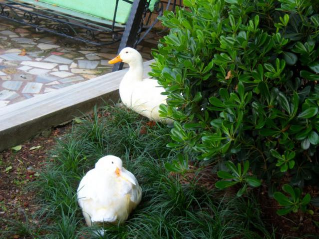 Name:  100_3284.jpg
Views: 512
Size:  61.0 KB