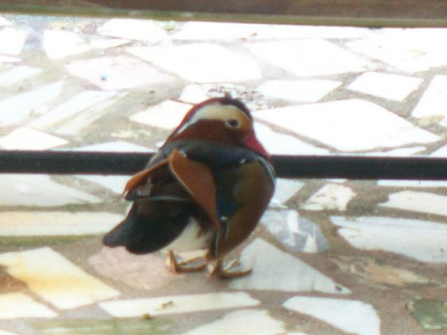 Name:  100_3290.jpg
Views: 307
Size:  31.0 KB