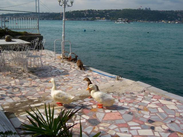 Name:  100_3296.jpg
Views: 276
Size:  55.7 KB