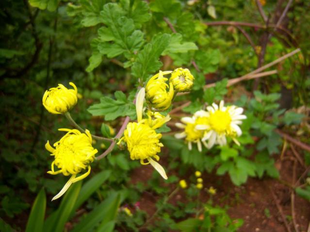 Name:  100_3532.jpg
Views: 710
Size:  43.3 KB