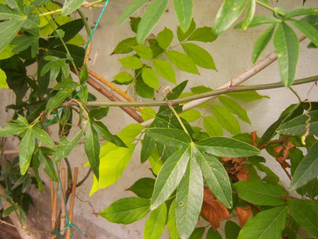 Name:  100_3538.jpg
Views: 743
Size:  51.6 KB