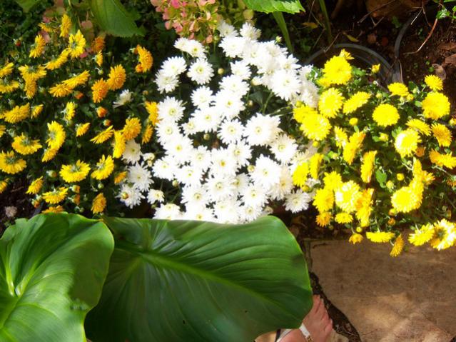 Name:  100_3542.jpg
Views: 735
Size:  68.5 KB