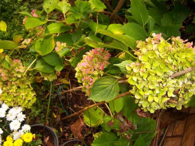 Name:  100_3544.jpg
Views: 719
Size:  66.1 KB