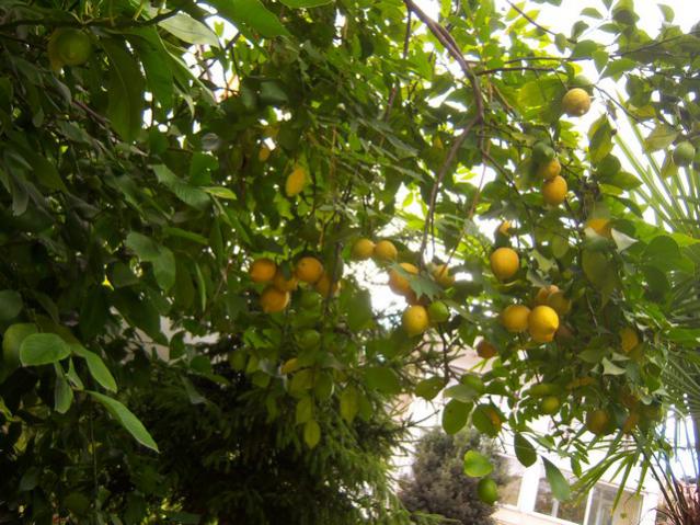 Name:  100_3545.jpg
Views: 727
Size:  66.9 KB