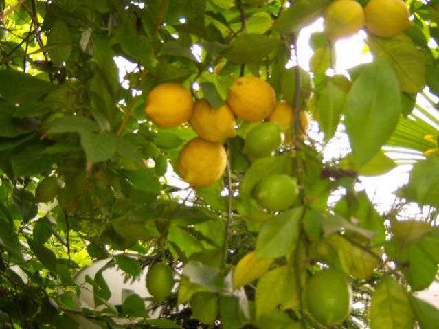 Name:  100_3546.jpg
Views: 504
Size:  47.1 KB