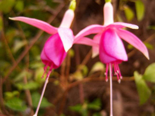 Name:  100_3549.jpg
Views: 506
Size:  30.0 KB