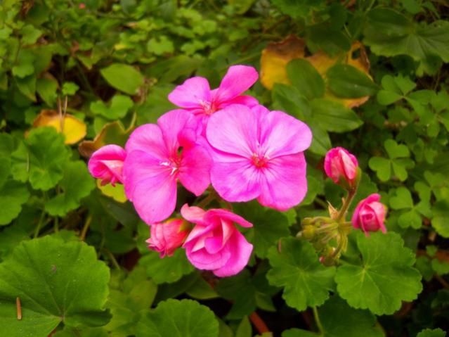 Name:  100_3552.jpg
Views: 535
Size:  44.1 KB