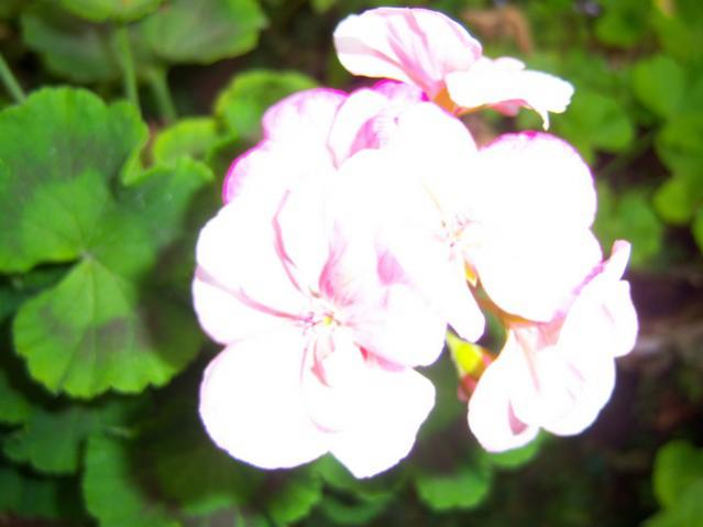Name:  100_3553.jpg
Views: 505
Size:  28.1 KB