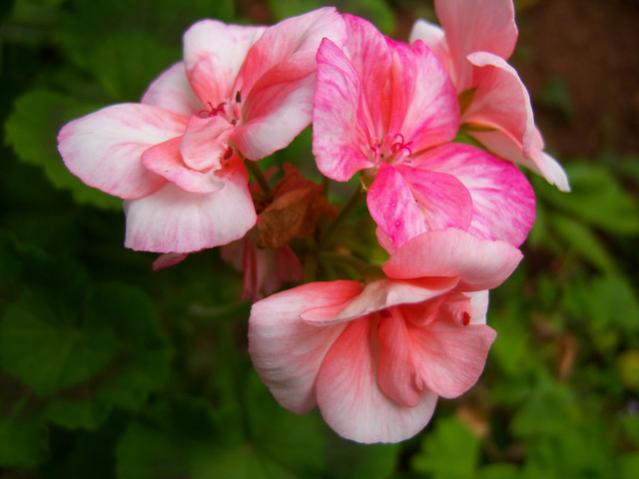 Name:  100_3554.jpg
Views: 698
Size:  30.8 KB